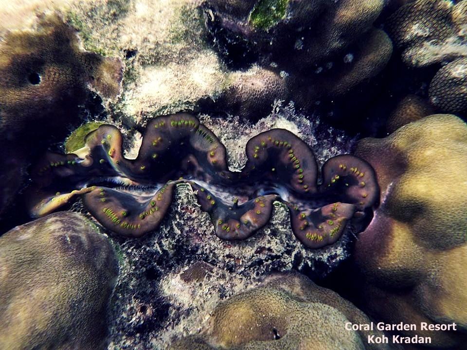 Coral Garden Resort Ко-Крадан Екстер'єр фото