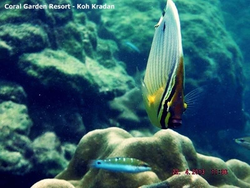 Coral Garden Resort Ко-Крадан Екстер'єр фото